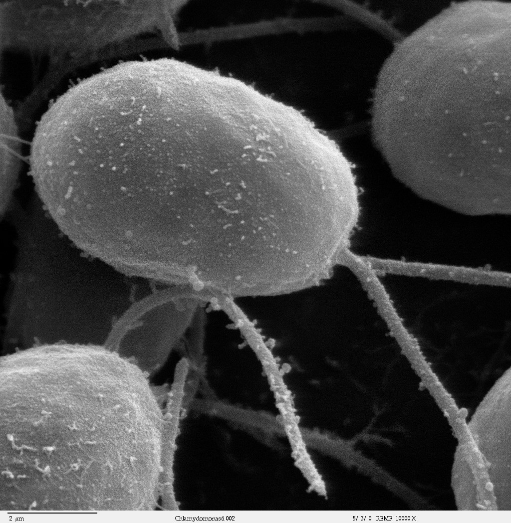 Chlamydomonas w mikroskopie elektronowym, powiększenie 10 000 razy. Ten glon płynie do światła dzięki białku, które dziś pozwala włączać i wyłączać neurony